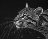 by Sheryl Unwin