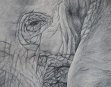 by Nicole Allen