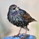 by Marie josé LAURIER