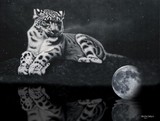 by Errol Monchka