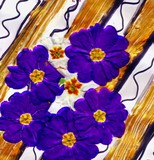 by Pepita Selles