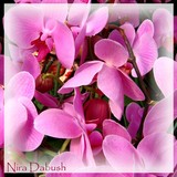 by Nira Dabush