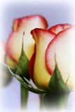 by Marianne  B    