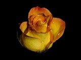 by Susan G 