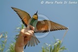 by Maria Paola Di Santo