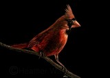 by Heather Ward