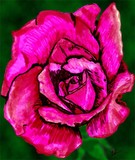 by Lauren Maxwell