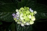 by Prashanth H J