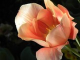 by Janet Dickinson