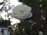 by Janet Dickinson