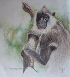 by Tharanga Herath