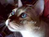 by Christen Bradley