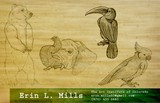 by Erin Mills
