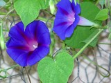 by Marie josé LAURIER