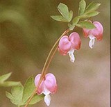 by Joyce Sefkind
