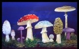 by malc lane
