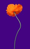 by Digital Crafts