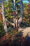 by Roxie Zwicker