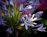 by Phillip Owen