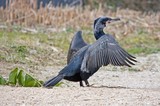 by Jan de Jong