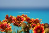 by Mariam El-Mofty