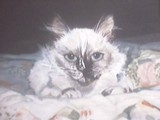 by Susan Silvestri