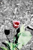 by Cassidy Steele