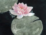 by Nancy Aldrich