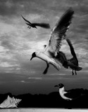 by Saskia Grey