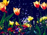 by Christine Laverty