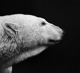 by Lucas Seaward