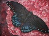 by cissy mcbeth