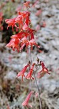 by Debra Kott