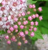 by marie-claire gallet