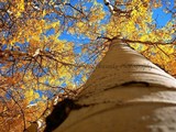 by Randy Schwanke