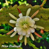 by Nira Dabush