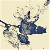 by Nira Dabush