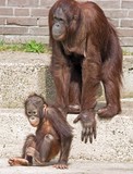 by Jan de Jong