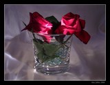 by DEE JOBES PHOTOGRAPHY