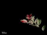 by Vilma Rohena