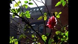 by Radha Indu Rana
