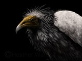 by Heather Ward