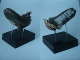 by Luciano Corbellini