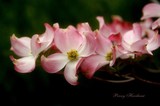 by penny haviland