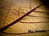 by ali zoghbi
