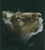 by Elka Hacking