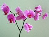 by Tak-Sek Chan