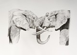 by Amanda Martin
