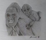 by Amanda Simmonds