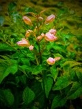 by Sree Ranjitha